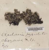 Cladonia pyxidata image