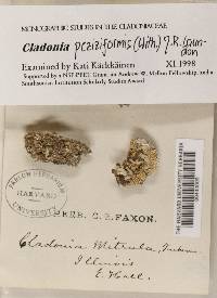 Cladonia peziziformis image