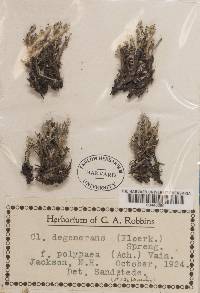 Cladonia phyllophora f. polyphaea image