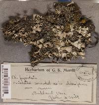 Cladonia pyxidata image