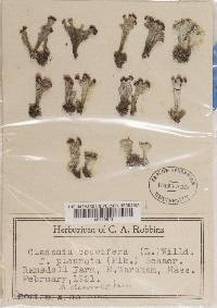 Cladonia pleurota f. decorata image