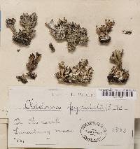 Cladonia pyxidata image