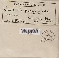 Cladonia pycnoclada var. flavida image