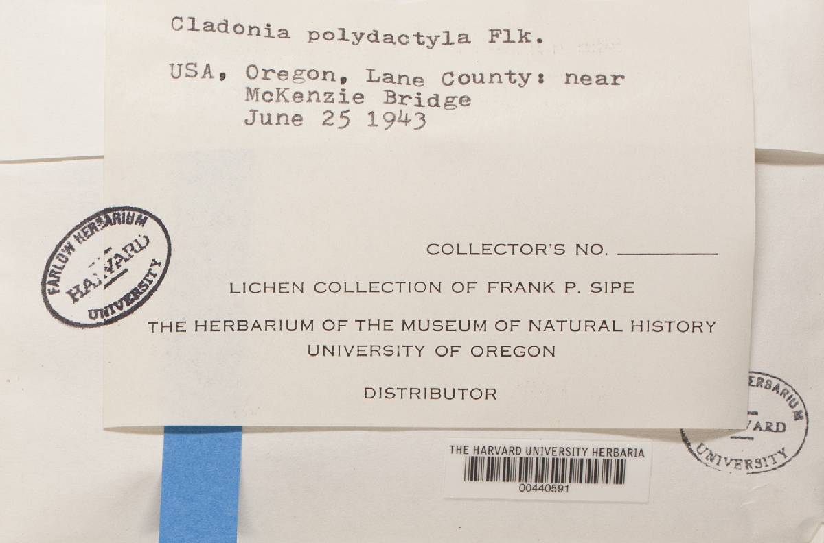 Cladonia polydactyla image