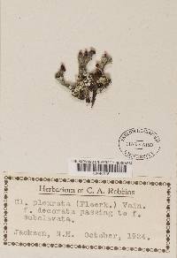 Cladonia pleurota image