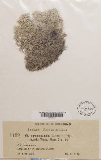 Cladonia pycnoclada var. flavida image