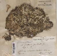 Cladonia pyxidata image