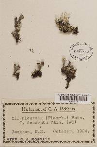 Cladonia pleurota image