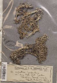 Cladonia portentosa image