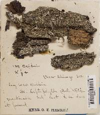 Cladonia peziziformis image