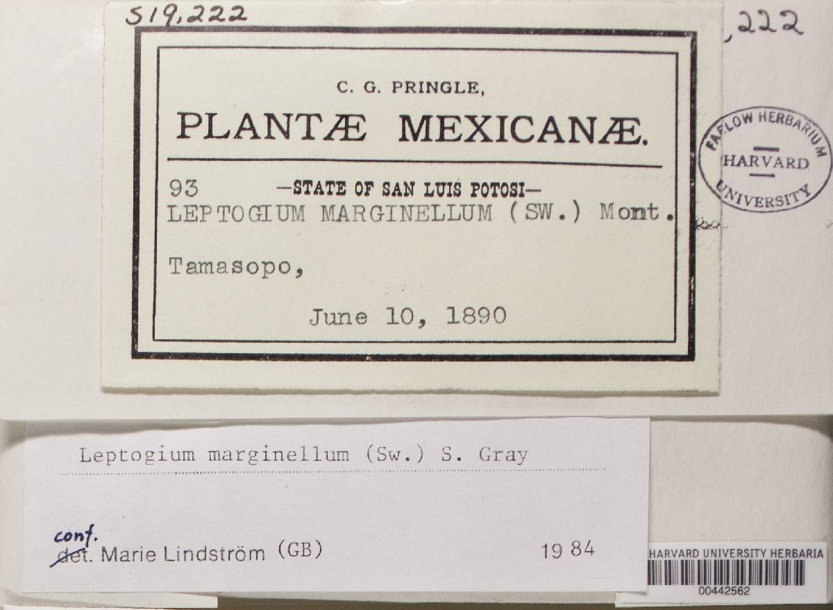 Leptogium marginellum image