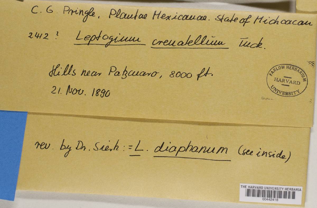 Leptogium diaphanum image