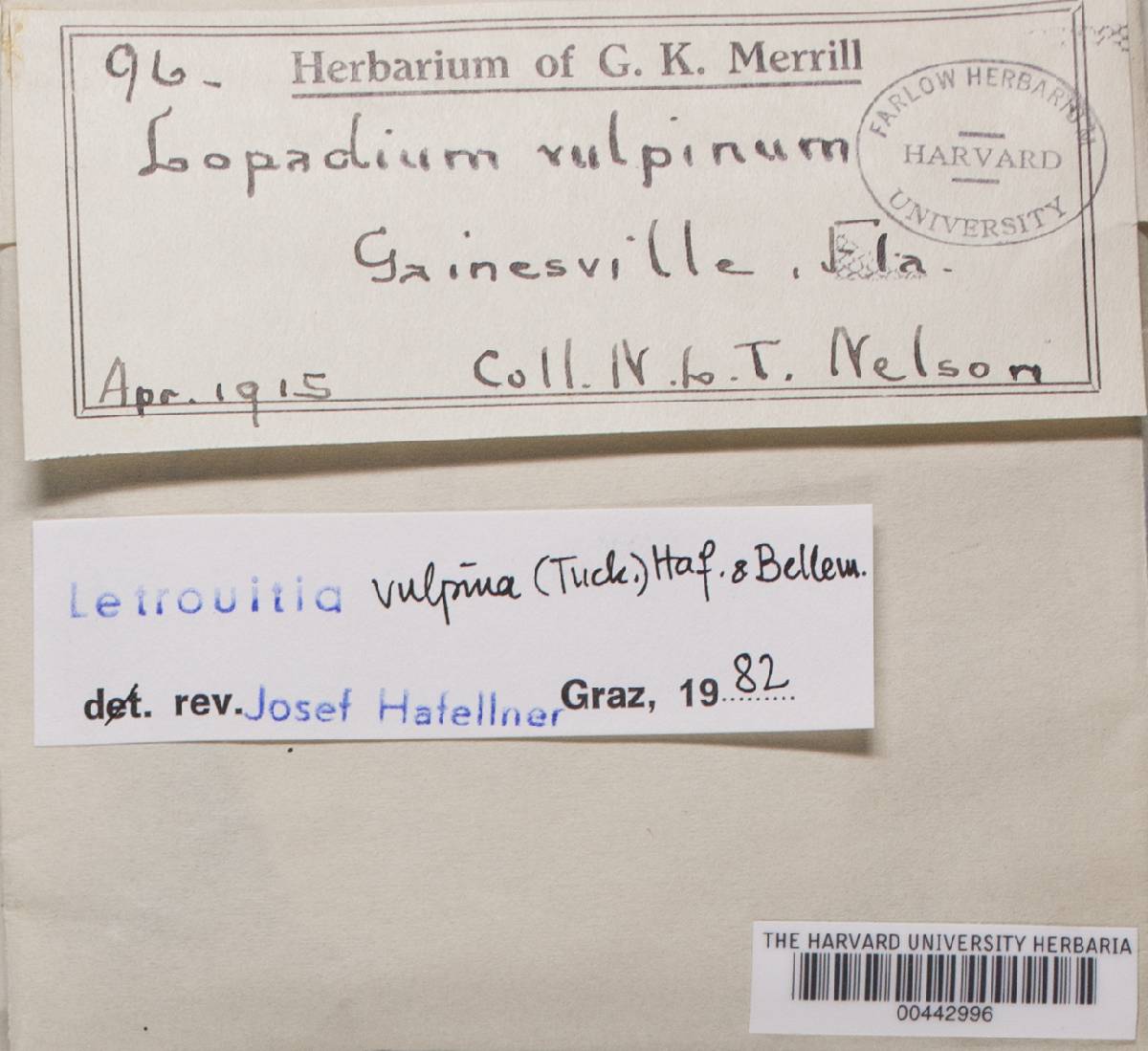 Letrouitia vulpina image