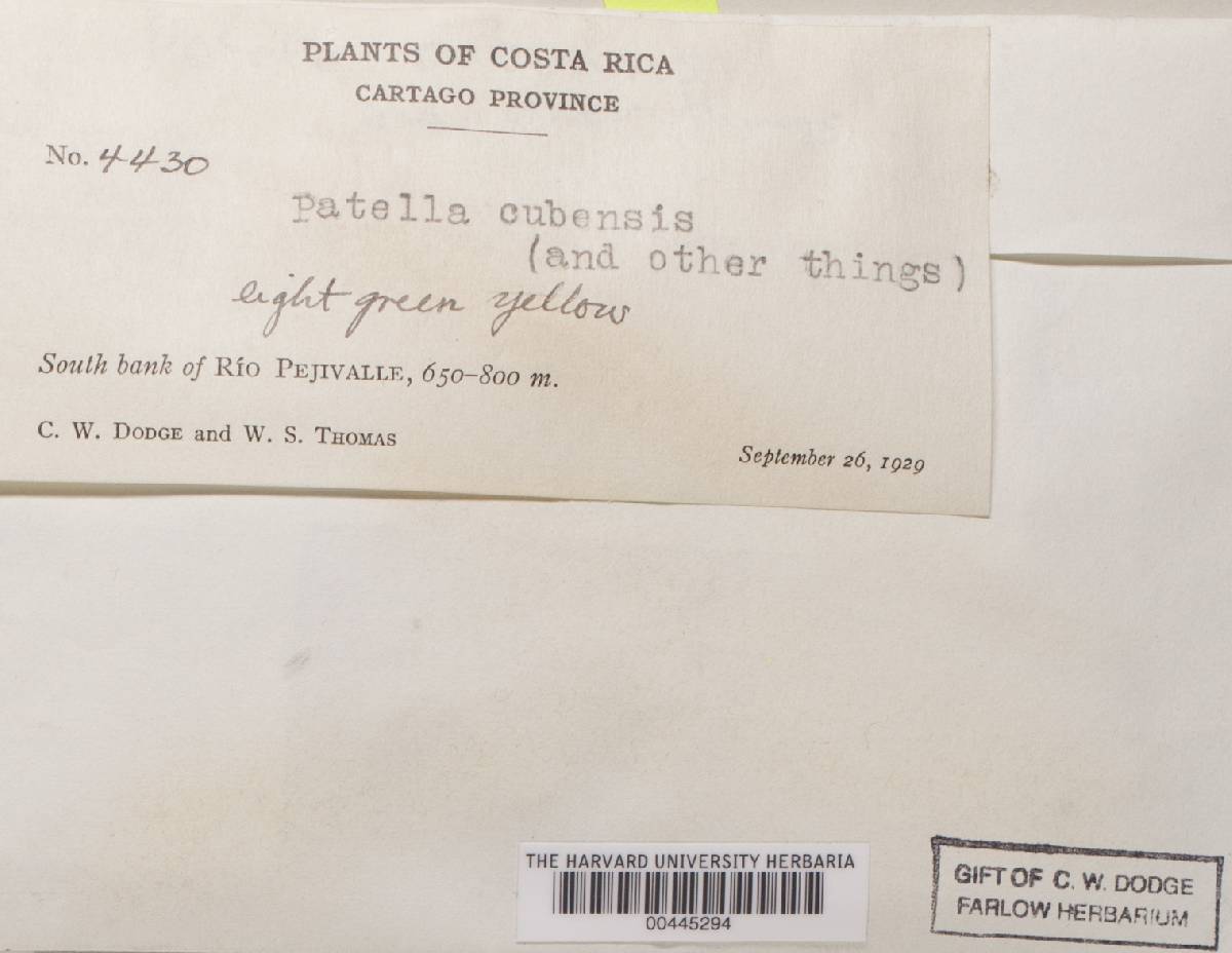 Scutellinia cubensis image