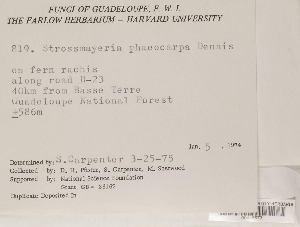Strossmayeria image