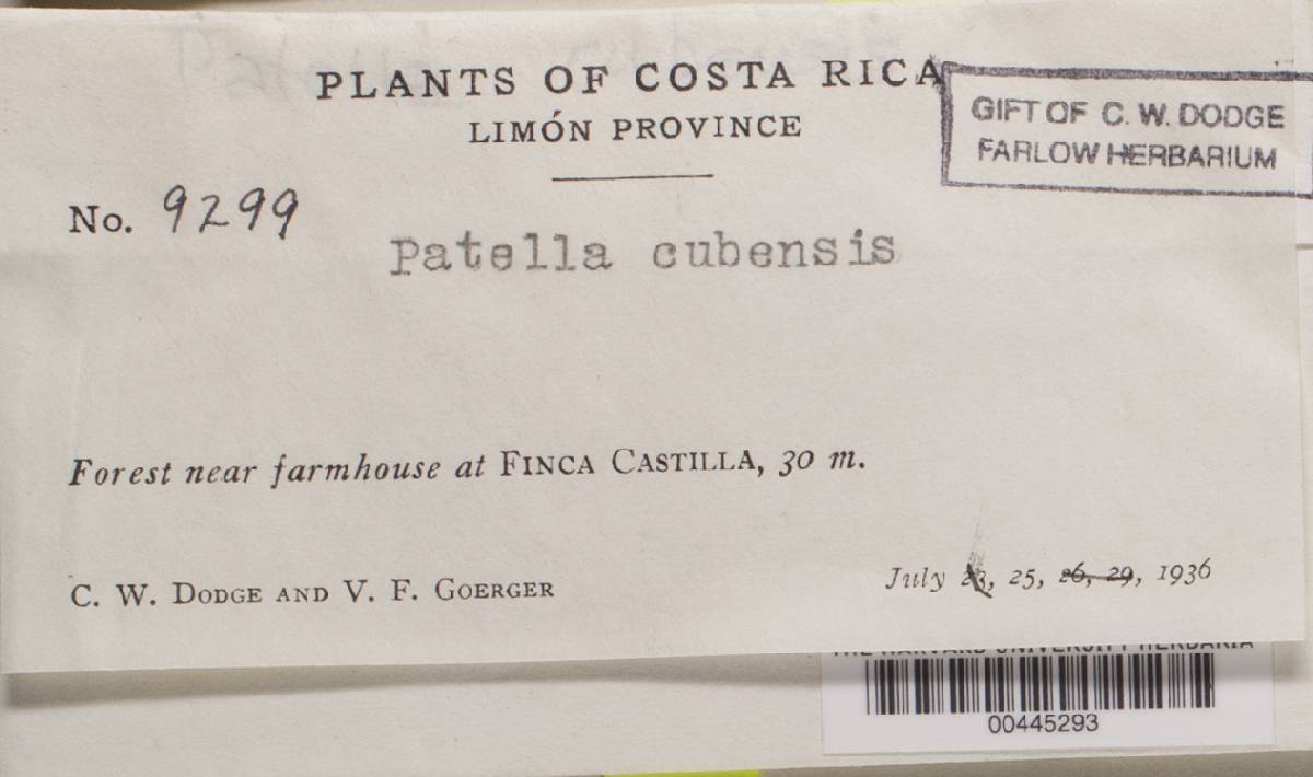 Scutellinia cubensis image