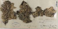 Lobaria quercizans image