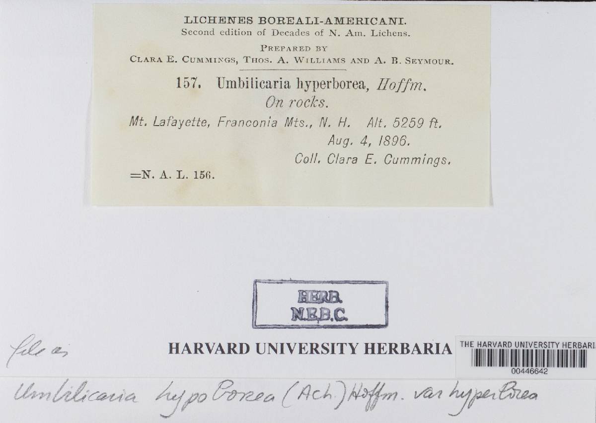 Umbilicaria hyperborea var. hyperborea image