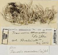 Thamnolia vermicularis ssp. vermicularis image