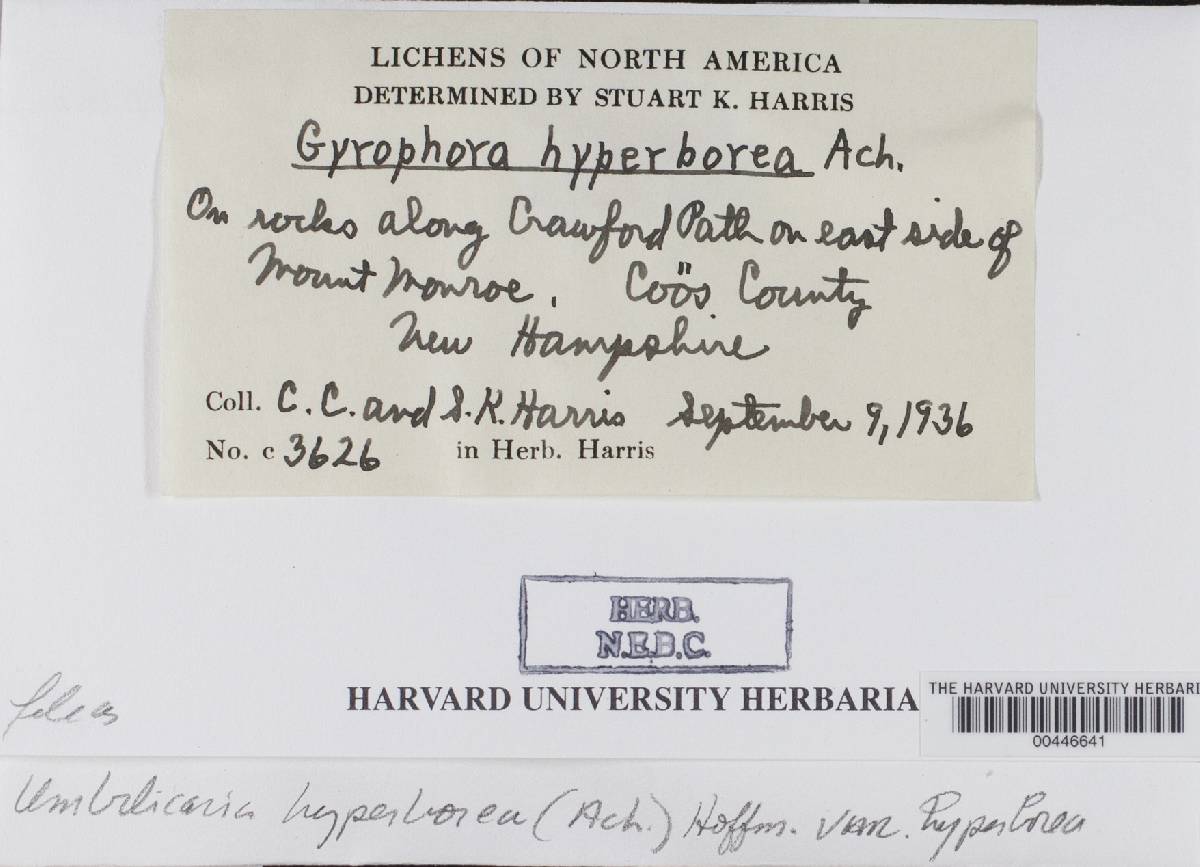 Umbilicaria hyperborea var. hyperborea image