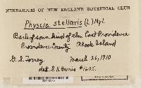 Physcia stellaris image