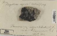 Lasallia papulosa image