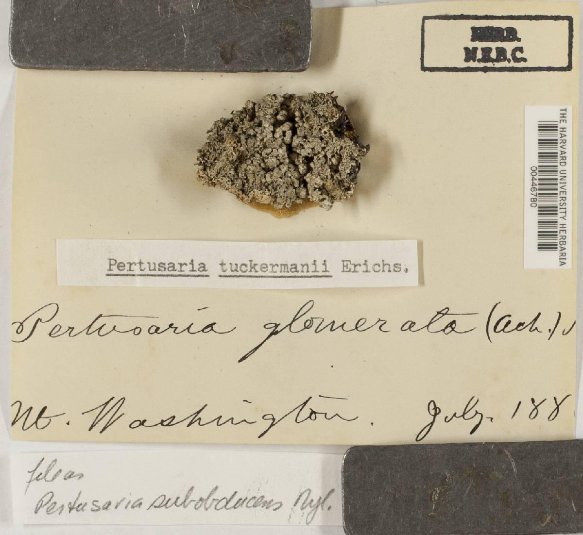 Pertusaria subobducens image