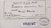 Hypogymnia physodes image