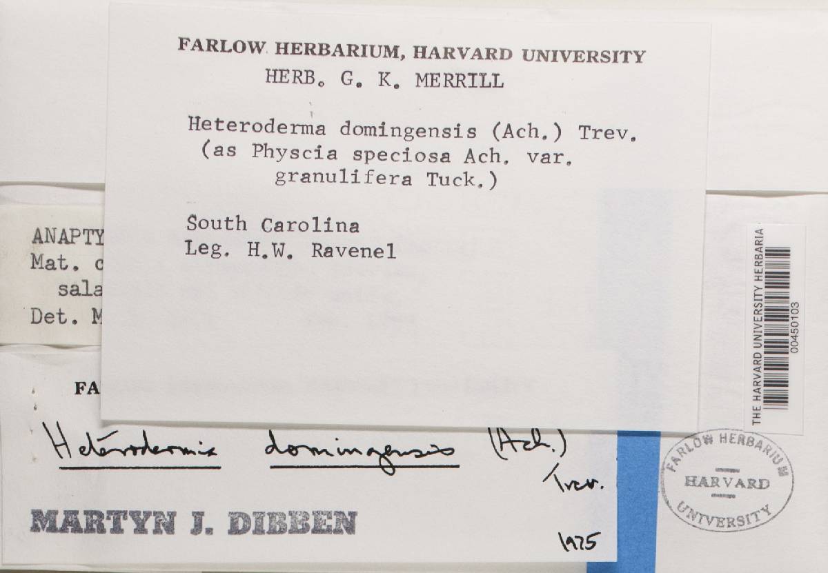 Heterodermia albicans image