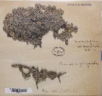 Hypogymnia physodes image