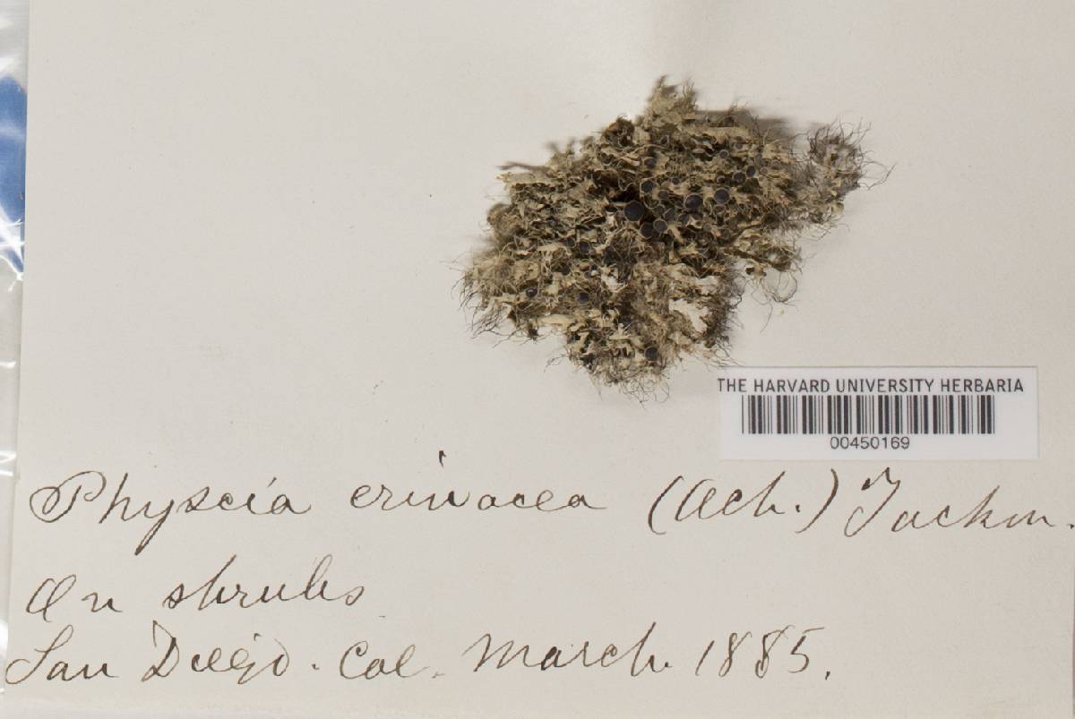 Heterodermia erinacea image