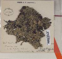 Hypogymnia krogiae image