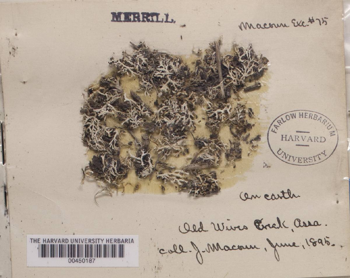 Heterodermia galactophylla image