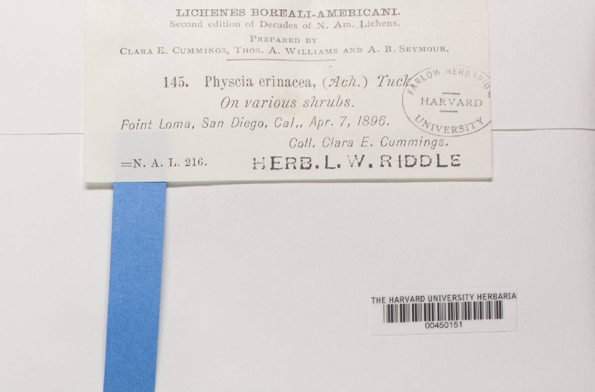 Heterodermia erinacea image