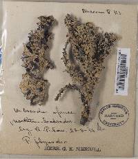 Hypogymnia physodes image