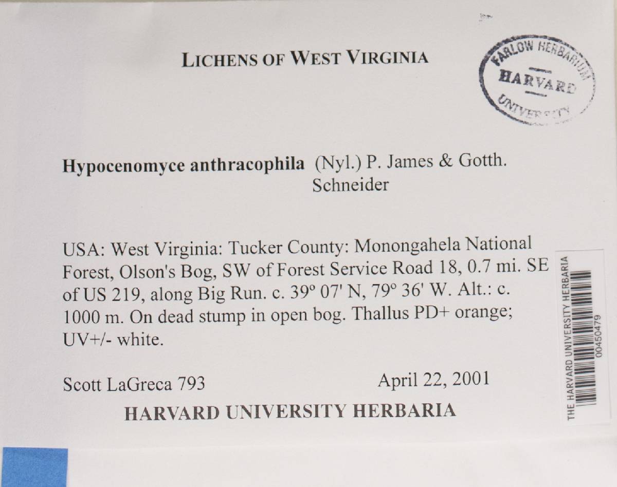 Carbonicola anthracophila image