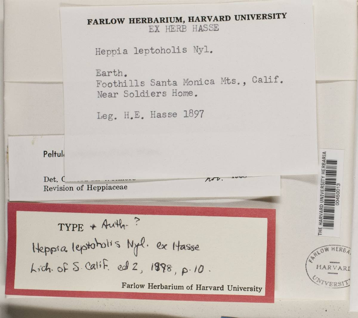 Heppia leptopholis image