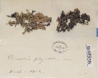 Hypogymnia physodes image