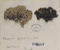 Hypogymnia physodes image