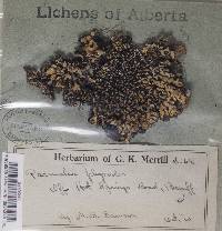 Hypogymnia physodes image