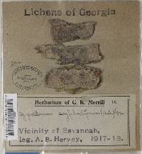 Glyphis scyphulifera image