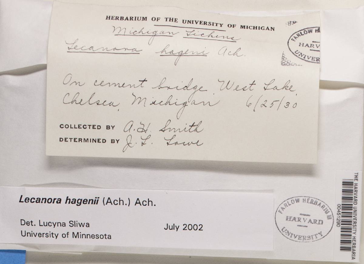 Myriolecis hagenii image