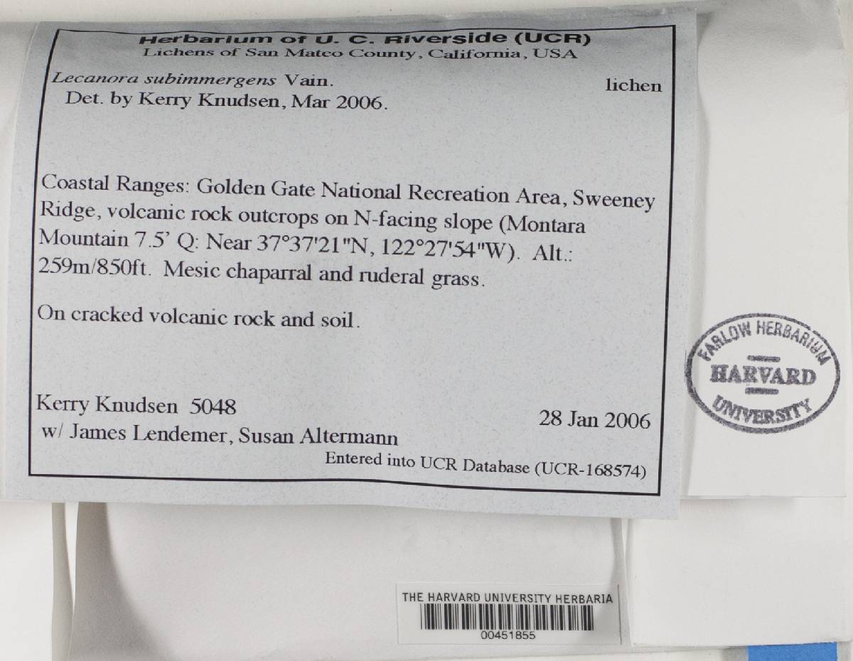 Lecanora subimmergens image
