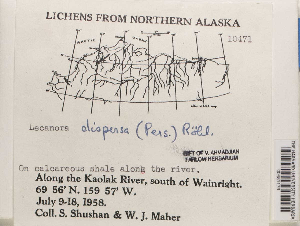 Lecanora dispersa image