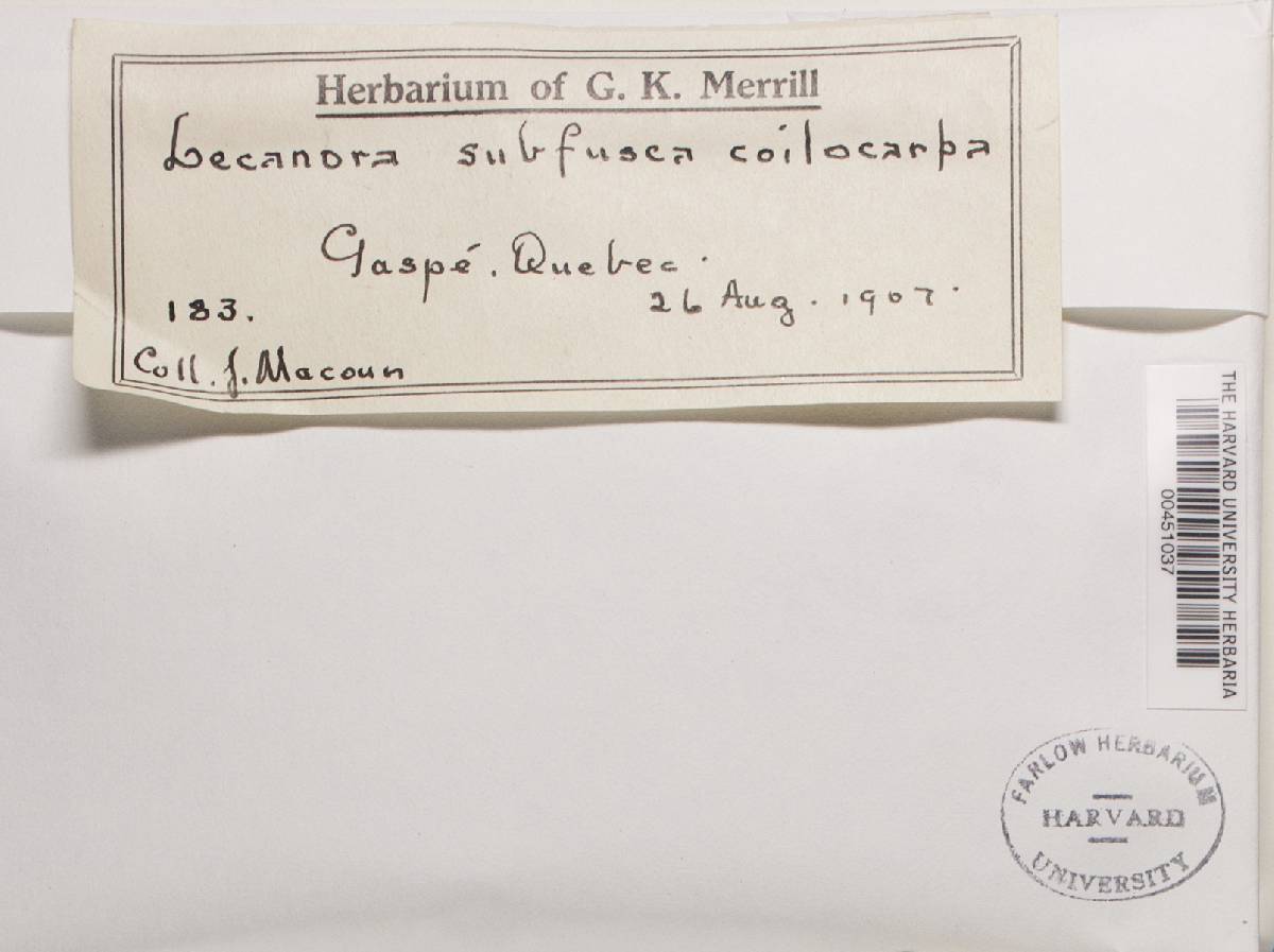 Lecanora circumborealis image