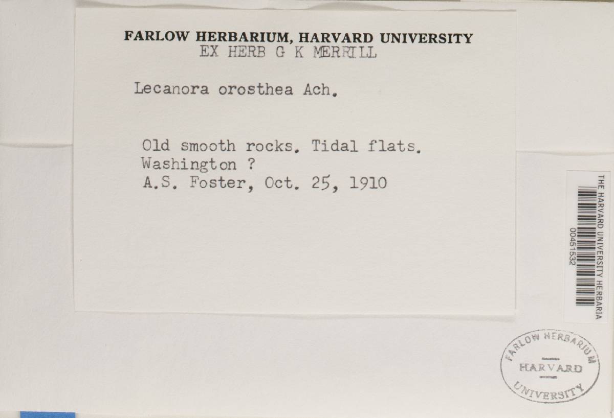 Lecanora orosthea image