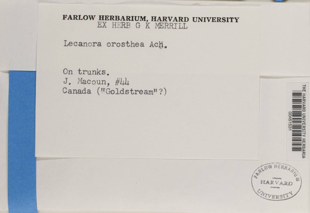 Lecanora orosthea image