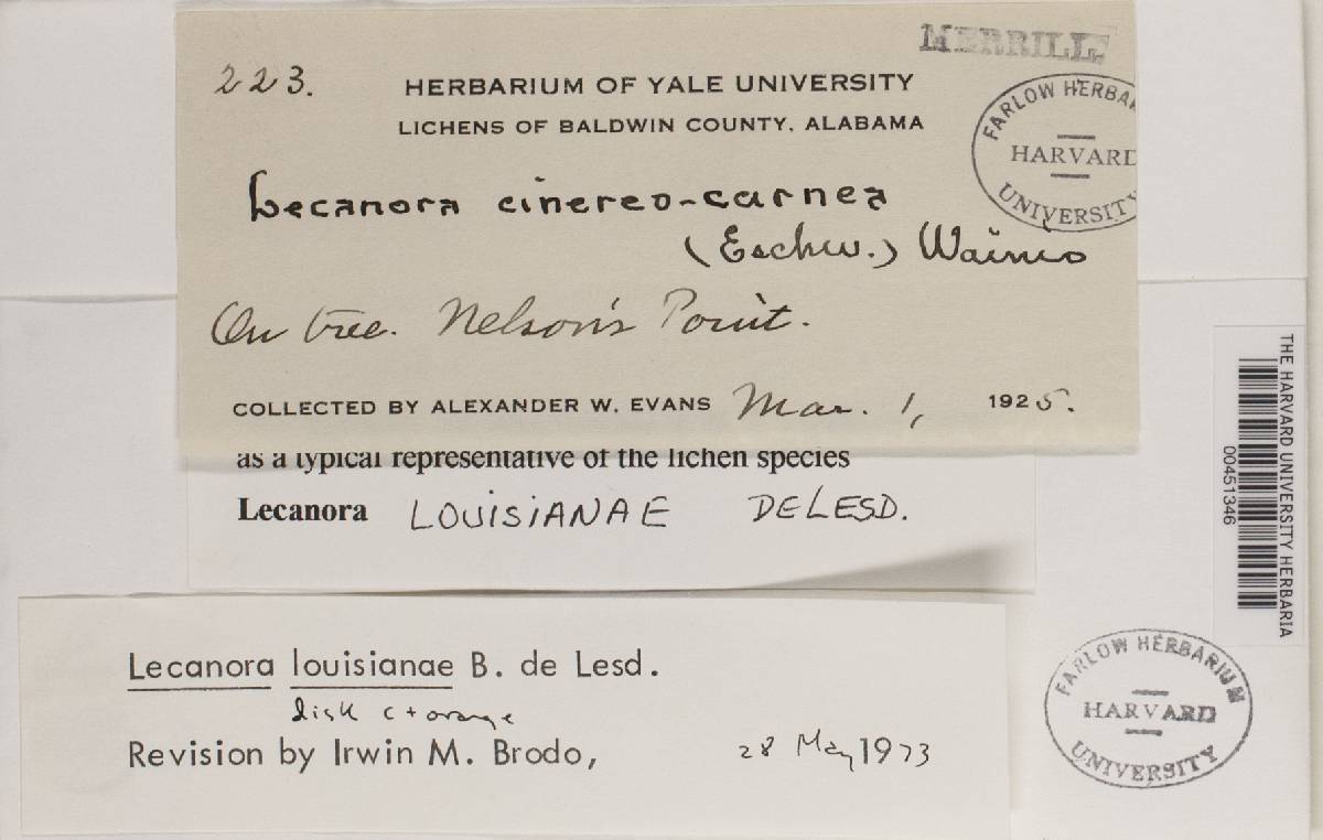 Lecanora louisianae image