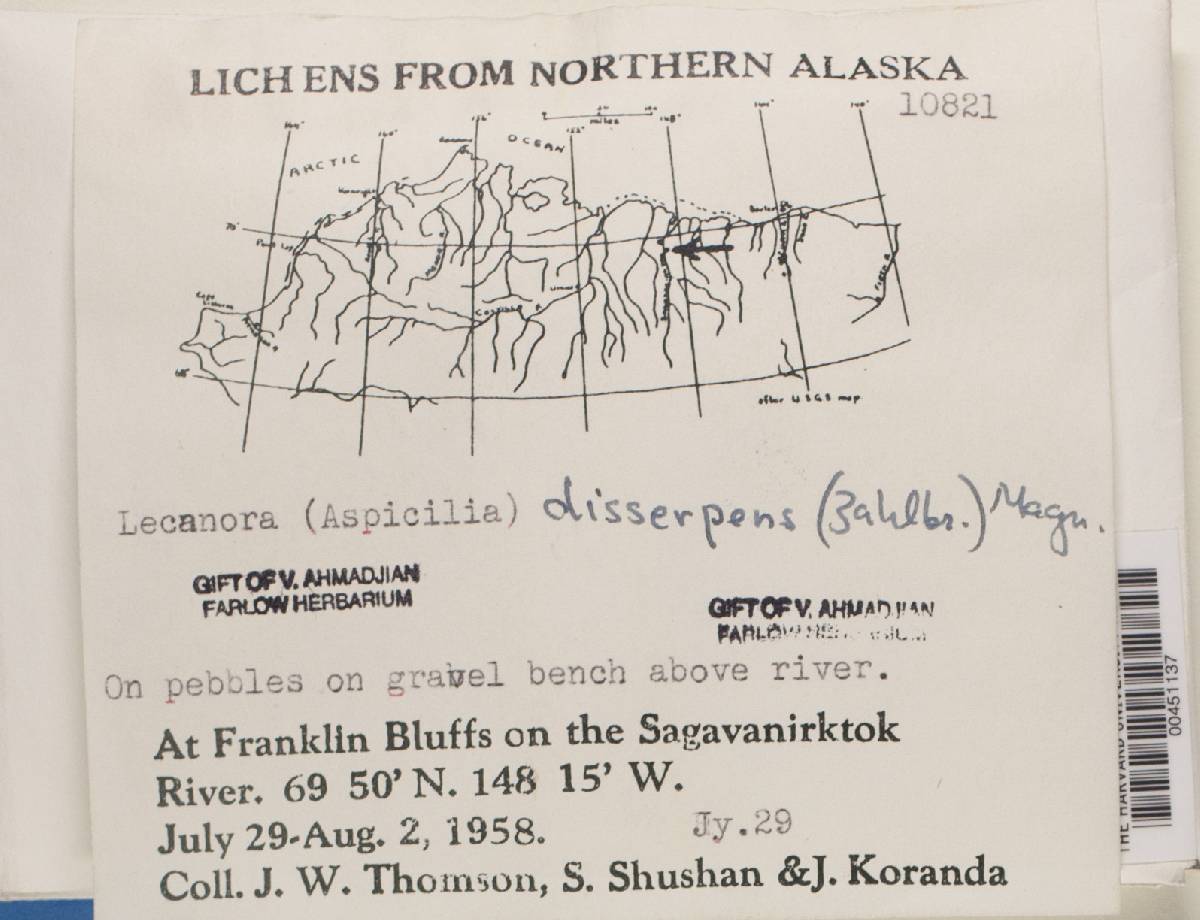 Lecanora disserpens image