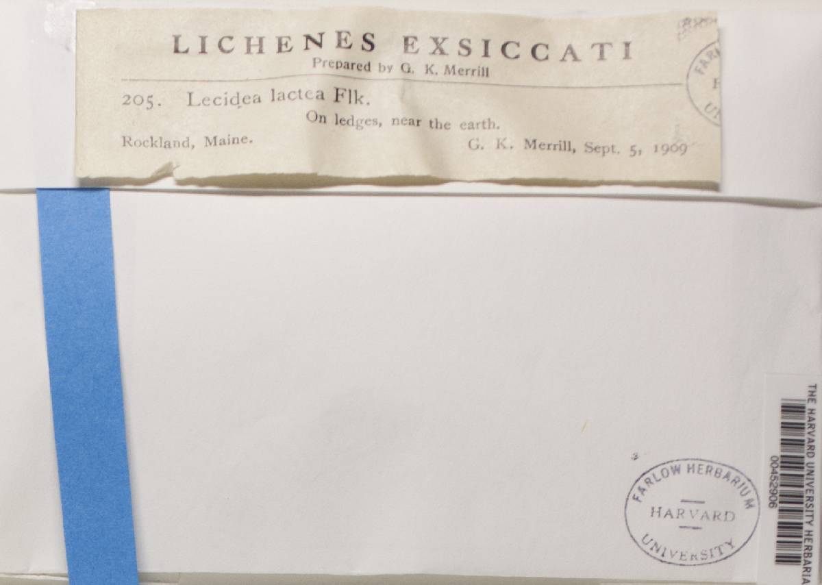 Lecidea lactea image